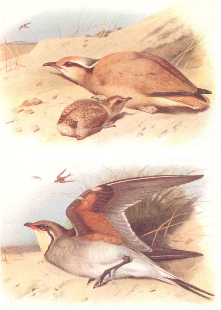 BRITISH BIRDS. Cream-coloured Courser; Collared Pratincole. THORBURN 1925